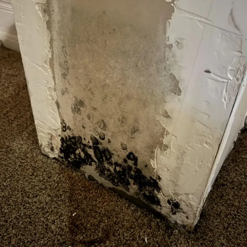 Professional Mold Removal in Jay County, IN